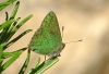 Callophrys rubi Callophrys rubi