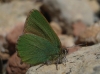 Callophrys rubi Callophrys rubi