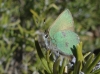 Callophrys rubi Callophrys rubi