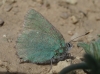 Callophrys rubi Callophrys rubi