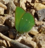 Callophrys rubi Callophrys rubi
