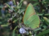 Callophrys rubi Callophrys rubi