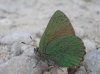 Callophrys rubi Callophrys rubi