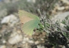 Callophrys rubi