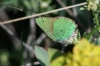 Callophrys rubi Callophrys rubi
