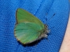 Callophrys rubi Callophrys rubi