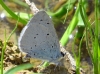Celastrina argiolus Celastrina argiolus