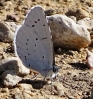 Celastrina argiolus Celastrina argiolus