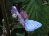 Celastrina argiolus Celastrina argiolus