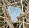 Celastrina argiolus Celastrina argiolus