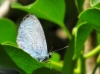 Celastrina argiolus Celastrina argiolus