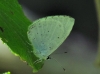 Celastrina argiolus Celastrina argiolus