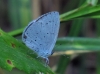 Celastrina argiolus Celastrina argiolus