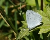 Celastrina argiolus Celastrina argiolus