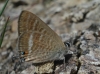 Lampides boeticus