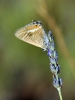 Lampides boeticus
