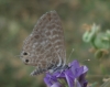 Leptotes pirithous Leptotes pirithous