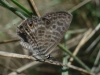 Leptotes pirithous Leptotes pirithous