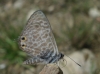 Leptotes pirithous Leptotes pirithous
