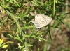 Leptotes pirithous Leptotes pirithous