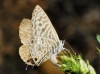 Leptotes pirithous Leptotes pirithous