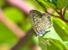 Leptotes pirithous Leptotes pirithous