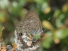 Leptotes pirithous Leptotes pirithous