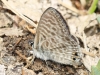 Leptotes pirithous Leptotes pirithous
