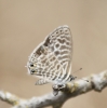 Leptotes pirithous Leptotes pirithous