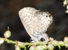 Leptotes pirithous Leptotes pirithous