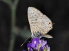 Leptotes pirithous Leptotes pirithous