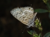 Leptotes pirithous Leptotes pirithous