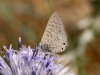 Leptotes pirithous Leptotes pirithous