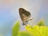 Leptotes pirithous Leptotes pirithous