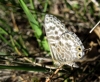 Leptotes pirithous Leptotes pirithous