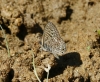 Leptotes pirithous Leptotes pirithous
