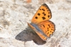 Lycaena alciphron