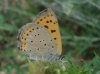 Lycaena alciphron