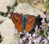 Lycaena alciphron