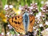 Lycaena alciphron