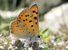 Lycaena alciphron