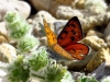 Lycaena alciphron