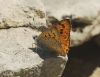 Lycaena alciphron