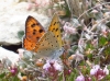 Lycaena alciphron
