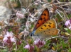 Lycaena alciphron