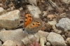 Lycaena phlaeas