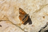 Lycaena phlaeas