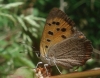 Lycaena phlaeas