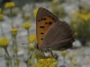 Lycaena phlaeas