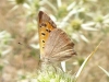 Lycaena phlaeas
